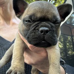 French Bulldog Puppies from Naomi Garretson