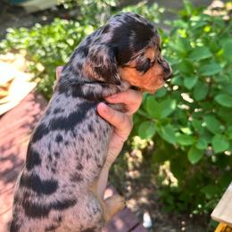 Gypsy - Dapple female Dachshund puppy in Mayville, Michigan from Teenie Little Hearts