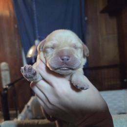 Pink Female - Yellow female Labrador Retriever puppy in Andrews, South Carolina from Leyland Cypress Retrievers