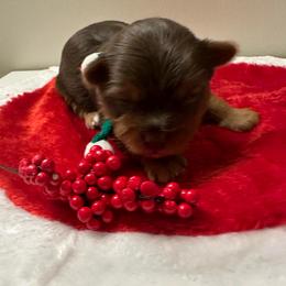 Mocha- Yellow collar - Chocolate and tan female Yorkshire Terrier puppy in Selden, New York from Alisha's Yorkshire Terriers