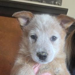 Bindi - Red mottled female Australian Cattle Dog puppy in Prescott Valley, Arizona from KS Cattle Dogs