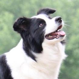 Border Collies from Tamara Cline