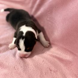 Coda - Black and tan female Pembroke Welsh Corgi puppy in Magnolia, Texas from Wiggle Ranch Corgis