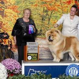 BeiBei - Chow Chow