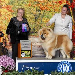 BeiBei - Chow Chow