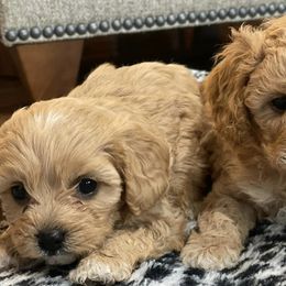 Cavapoos from Whiteley Doggies