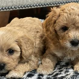 Cavapoos from Whiteley Doggies