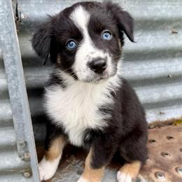 Bean - Black tri-color male Australian Shepherd puppy in Blomkest, Minnesota from Meljestic Farms
