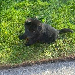Girl 4 - Black and red female German Shepherd puppy in Wyoming, Michigan from Big Jones Kennels