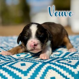 Veuve - Sable female Bernedoodle puppy in Youngstown, Florida from Wonderland’s Boujie Kennels