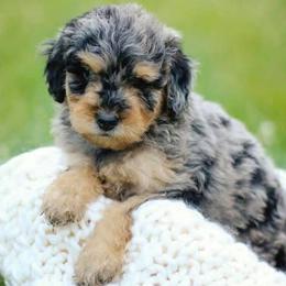 Aussiedoodles, Bernedoodles, Cockapoos, and Goldendoodles from Jackson County Doodles