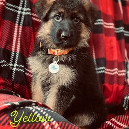 German Shepherd Puppies from S&S German Shepherds