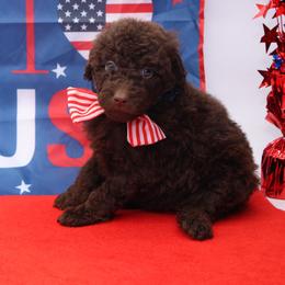 Doodle - Brown male Bernedoodle puppy in Westminster, South Carolina from Goldendoodlepuppiessc