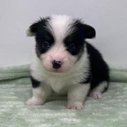 Nova - Black and tan female American Corgi puppy in Waco, Texas from The Comma Corgis