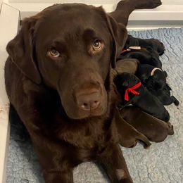 Labrador Retriever Puppies from Lost Woods Labradors