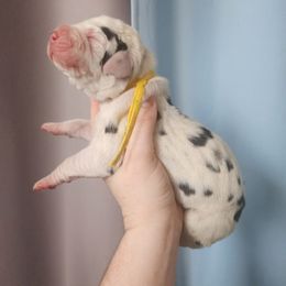 Yellow collar - Harlequin female Great Dane puppy in Alton, Illinois from Show Me Great Danes and Basset Hounds