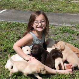 Labrador Retriever Puppies from Palm Beach Labradors