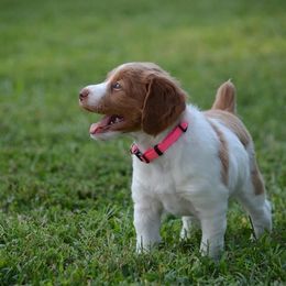 Brittany Puppies from Lakeview Brittanys
