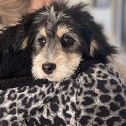 Aussiedoodle, Australian Shepherd, and Miniature Australian Shepherd Puppies from Bline's Awesome Aussies CA