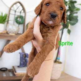 Sprite - Red  female Poodle puppy in Mesa, Arizona from Desert Doodles