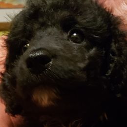Liam - Spanish Water Dog puppy from The Woolly Dog Ranch