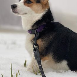 Pembroke Welsh Corgi Puppies from GLC Corgis