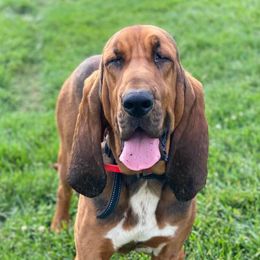 Basset Hounds and Bloodhounds from Clays Bloodhounds and Bassets