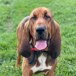 Basset Hounds and Bloodhounds from Clays Bloodhounds and Bassets