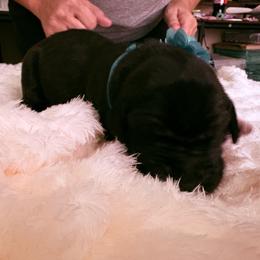 Light blue - Black female Great Dane puppy in La Vernia, Texas from Thistlewood Danes