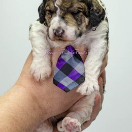 Poodle Puppies from Devin’s Purple Poodles