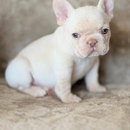 Lilac Cream Boy - Cream male French Bulldog puppy in Harmony, North Carolina from Schuster Haus