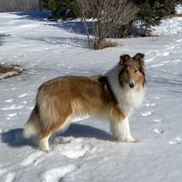 Callie - Collie
