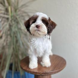 Oreo - Brown male Shihpoo puppy in San Jose, California from Doodle Amore