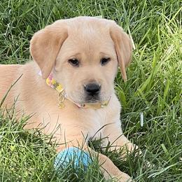 Labrador Retrievers from Westwind Labradors