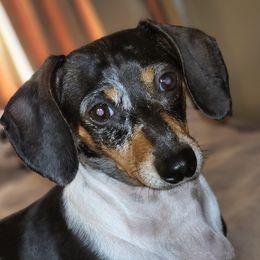 Bessie - Dachshund