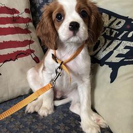 Cavalier King Charles Spaniel Puppies from CAVALMAGNE