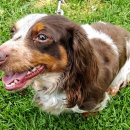 Meuse - Dachshund
