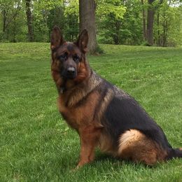 Sarbi - German Shepherd