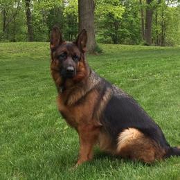 Sarbi - German Shepherd