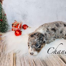 Chanel - Blue merle female Bernedoodle puppy in Ohio from Moore Doodles