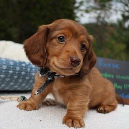 Reese (black collar) - Red male Dachshund puppy in Prospect, Oregon from Spunky Sausage Pups