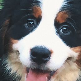 Girl 1 - Bernese Mountain Dog puppy in Manning, South Carolina from D’S Bernese Mountain Dogs
