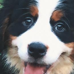 Girl 1 - Bernese Mountain Dog puppy in Manning, South Carolina from D’S Bernese Mountain Dogs