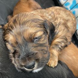 Moose - Red male Dachshund puppy in Trenton, Florida from Tweenie Weenie Dachshunds