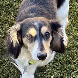 Oakley - Dachshund