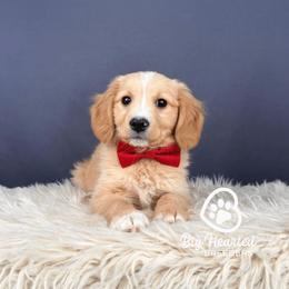 Rome - Cream male Companion Cross puppy in Utah County, Utah from Big Hearted Breeders