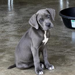 Pinky - Gray female Cane Corso puppy in Trenton, Texas from Trained To Go Corso Kennels (T.T.G. Corso Kennels)