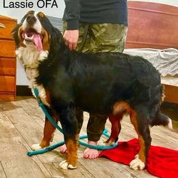 Mary OFA - Black rust and white female Bernese Mountain Dog puppy in Strasburg, Ohio from Lois Allison