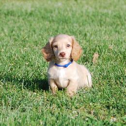 AKC Baron - Dapple male Dachshund puppy in Billings, Missouri from Bundles of Joy