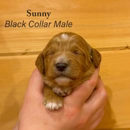 Sunny - Parti male Goldendoodle puppy in Shushan, New York from Barnwood Doodles